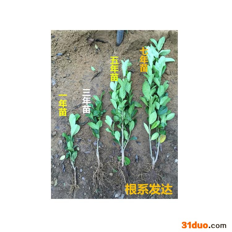 康乐轩 柠檬苗价格 花卉苗木