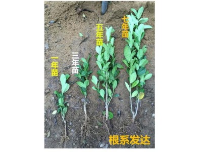 康乐轩 柠檬苗价格 花卉苗木