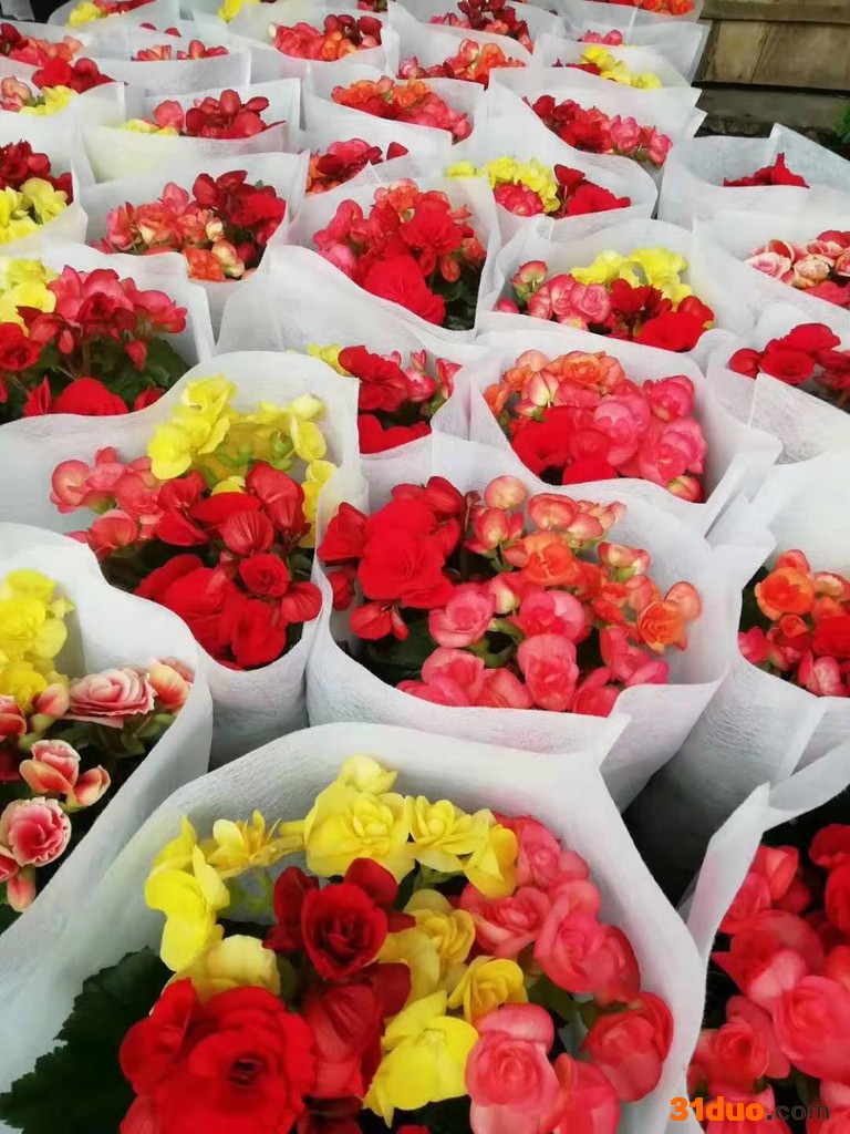 丽格海棠 观赏性草花 秋海棠 四季花卉 进口花卉 花色艳 时间长 自有种植基地 **价低