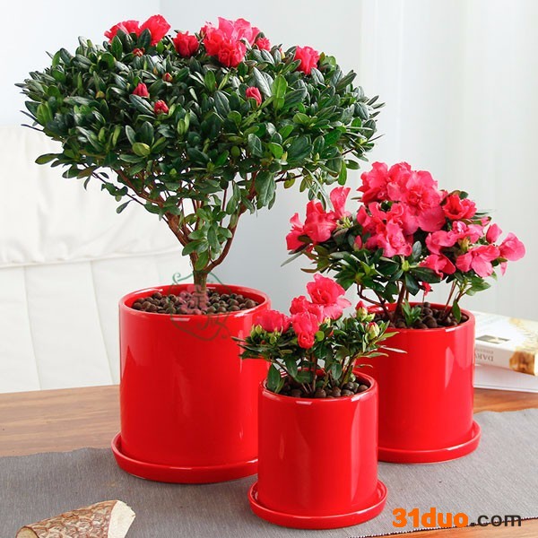 北京办公室花卉摆放风水 北京绽放四季花卉 中小型  北京办公室花卉摆放风水  小杜鹃花