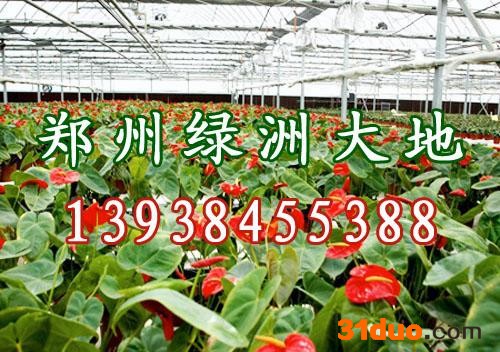 供应郑州绿洲大地花卉大棚，花卉种植大棚 钢管镀塑大棚支架