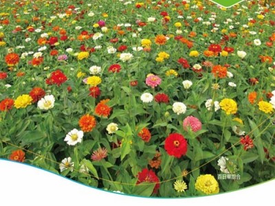 多年生 野花组合种子  宿根组合花卉组合种子 绿化大面积播种  乡村道路美化  打造美好乡镇花卉种子