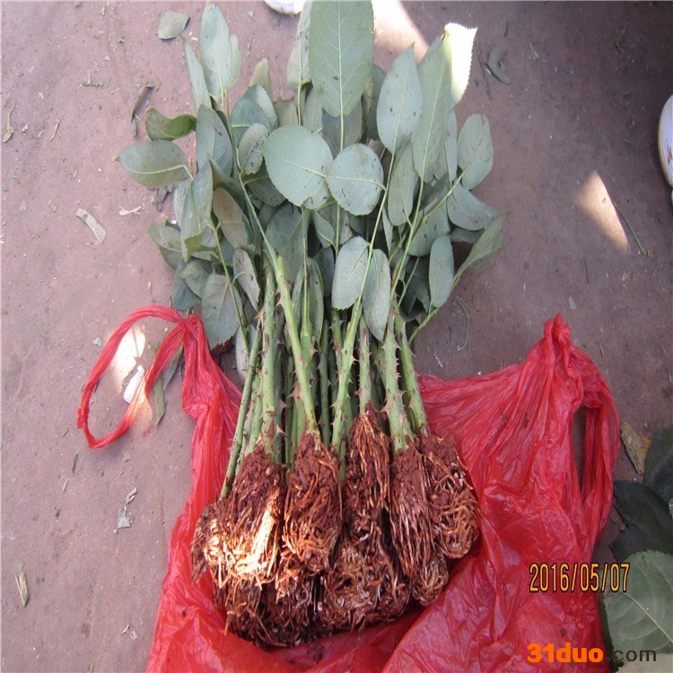 供应云南玫瑰苗，小玫瑰苗  花卉