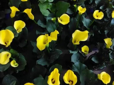 花卉盆栽150# 黄色马蹄莲