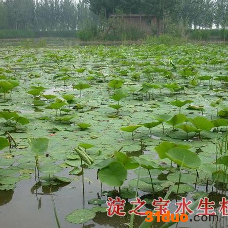 淀之宝   花卉种子、种苗  水生植物