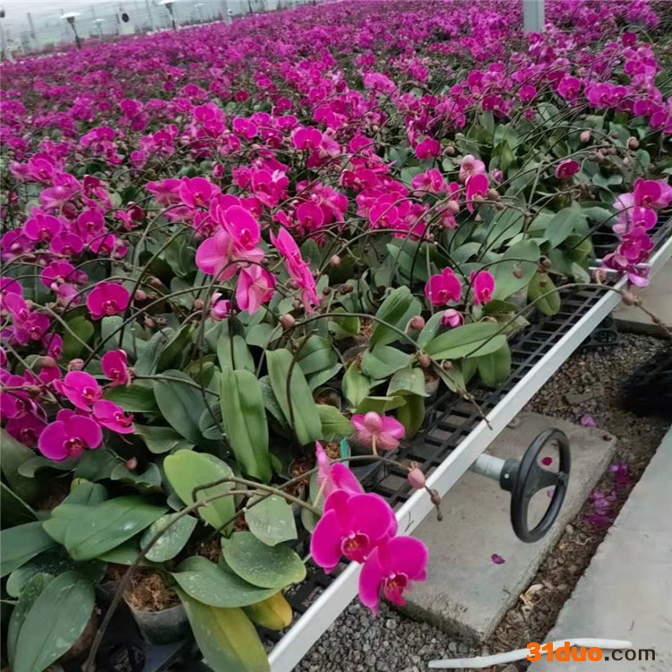 鑫宝金 1 花卉温室 连栋玻璃温室 葡萄温室 羊肚菌温室 木耳温室