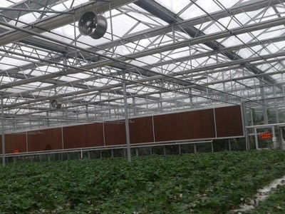 建设智能温室大棚 蔬菜花卉温室大棚