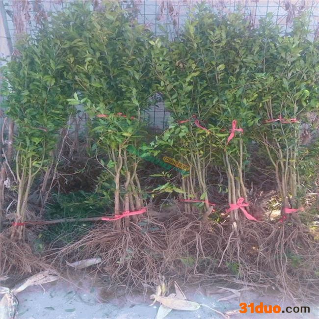 石榴花盆栽带花观赏果树苗盆景四季开花植物室外庭院阳台绿植花卉