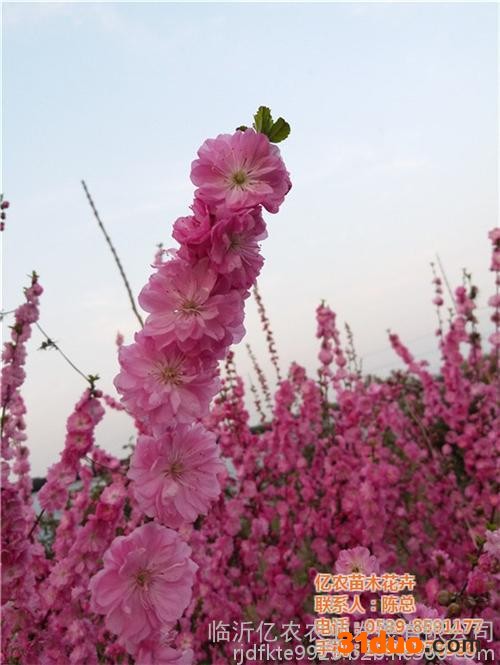 亿农苗木花卉(在线咨询),花卉基地,大型花卉基地