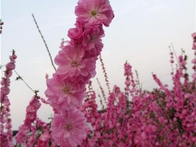 亿农苗木花卉(在线咨询),花卉基地,大型花卉基地