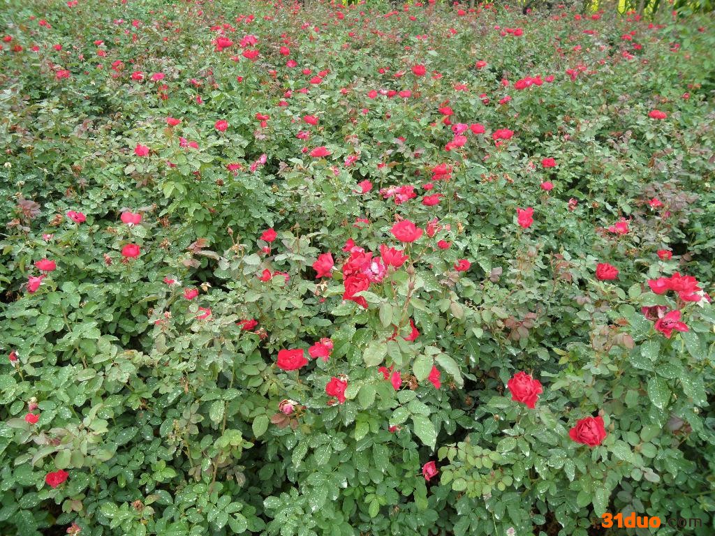 供应 月季50H--60H花卉