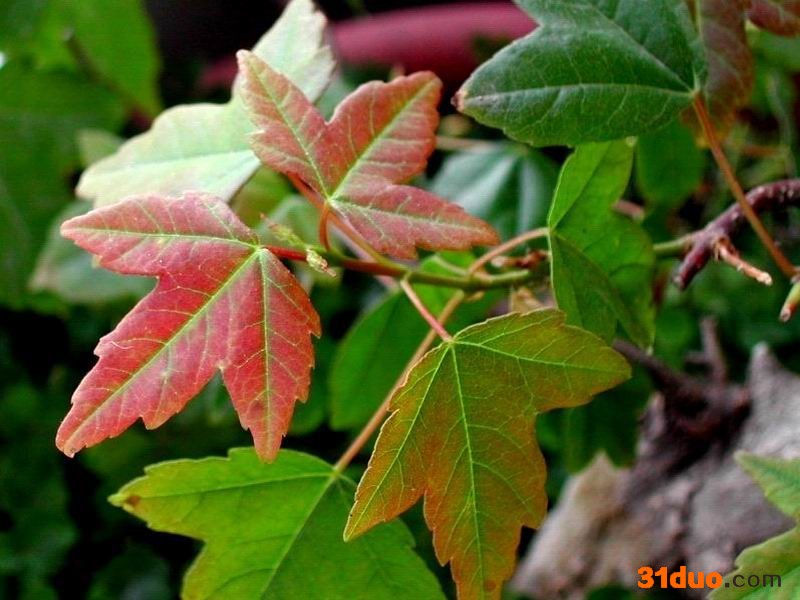 供应各类大量果树、景观树、花卉，承接园林工程