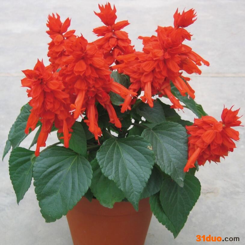 2015批发进口花卉种子草花种子野花组合花卉宿根花卉种子| 一串红种子盆栽花卉种子