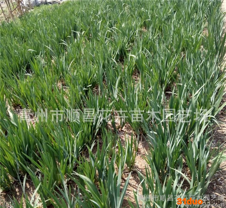 水生植物水生花卉青州花卉水生鸢尾千屈菜