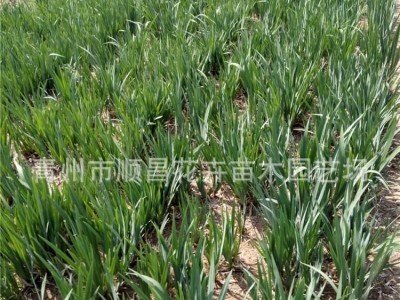 水生植物水生花卉青州花卉水生鸢尾千屈菜