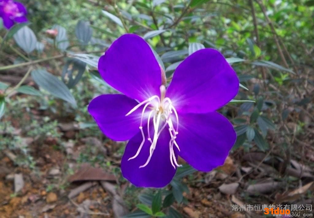 供应恒康hk18花卉