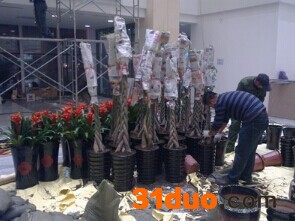 北京花卉租摆公司