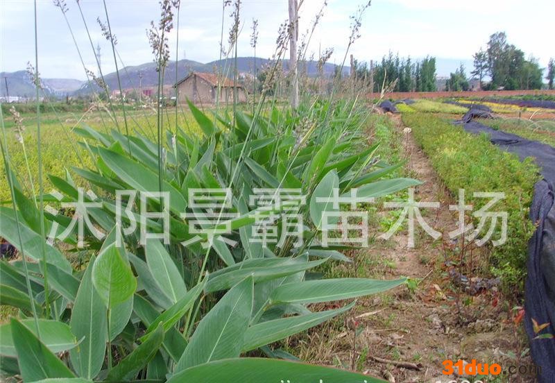 水生花卉,水生花卉 再力花苗直销 挺水水生植物 易管理 水体绿化