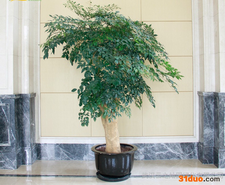 绿植花卉.汉口植物租摆租赁.汉口绿植花卉租摆租赁.汉阳花卉租摆 汉口植物租赁