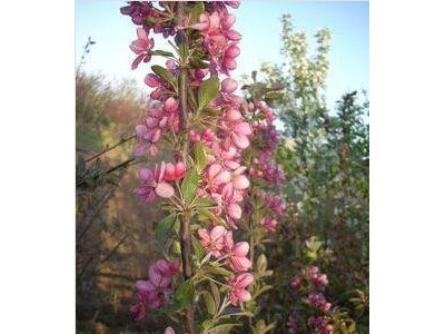 一、二年生花卉