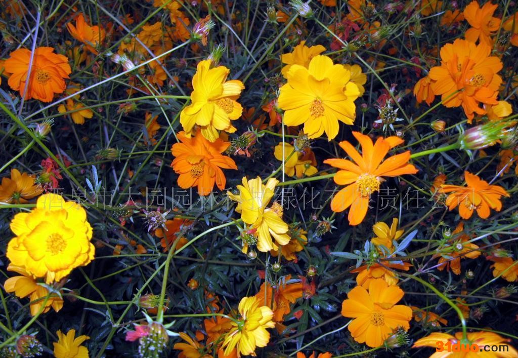 供应花卉种子  硫华菊种子