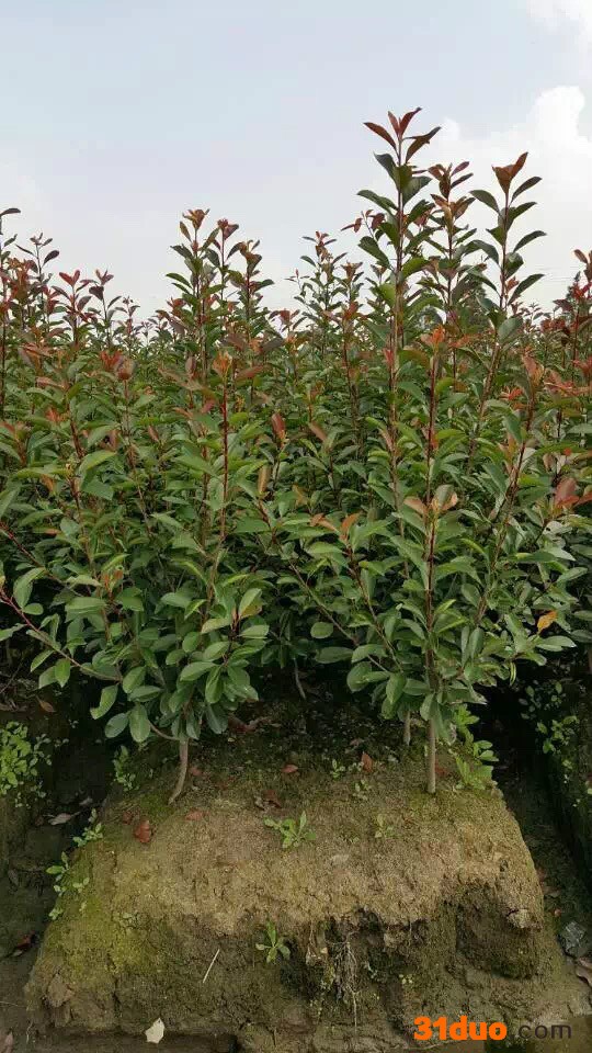 花卉种子、种苗武汉红叶石楠