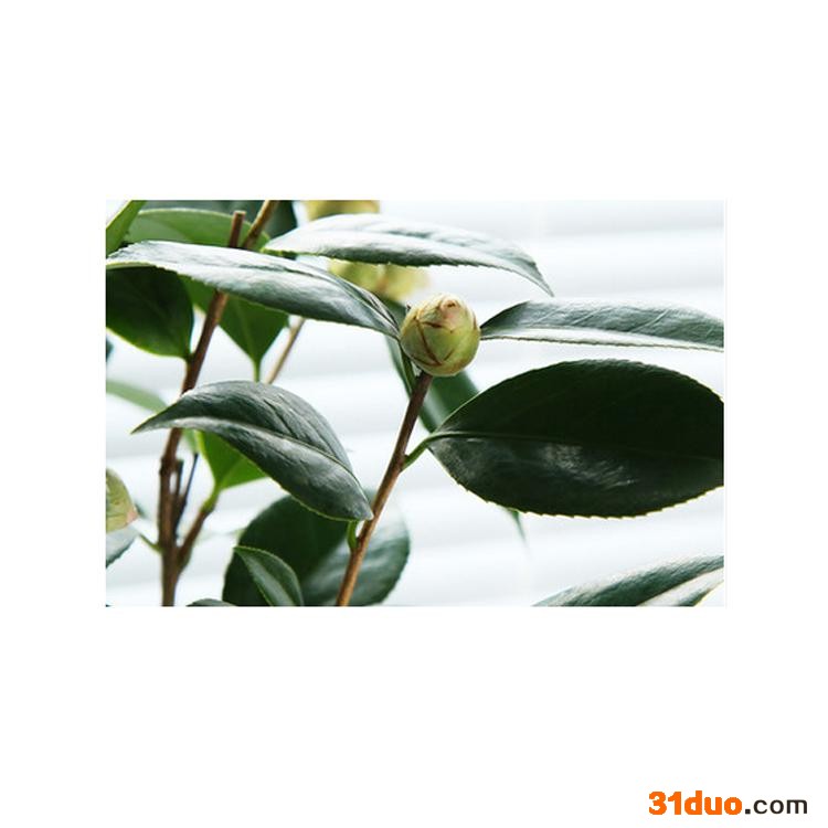 康乐轩 茶花价格 花卉苗木