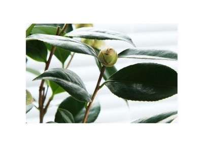 康乐轩 茶花价格 花卉苗木