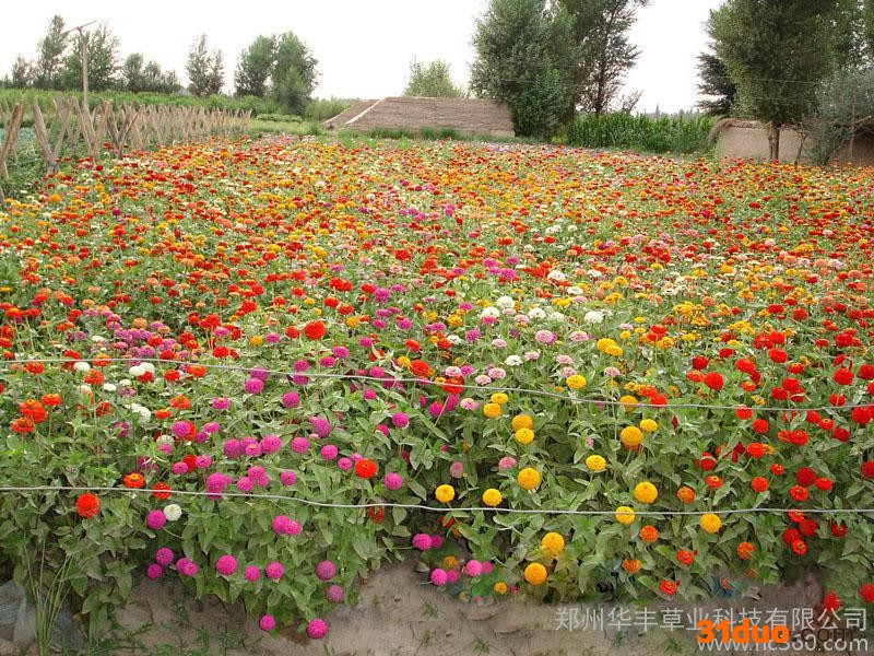 供应百日草花卉种子