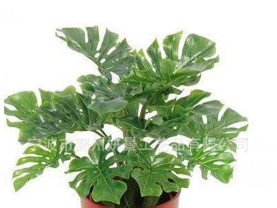 仿真植物 小盆景盆栽 家居装饰仿真花卉 假花 5头小红掌