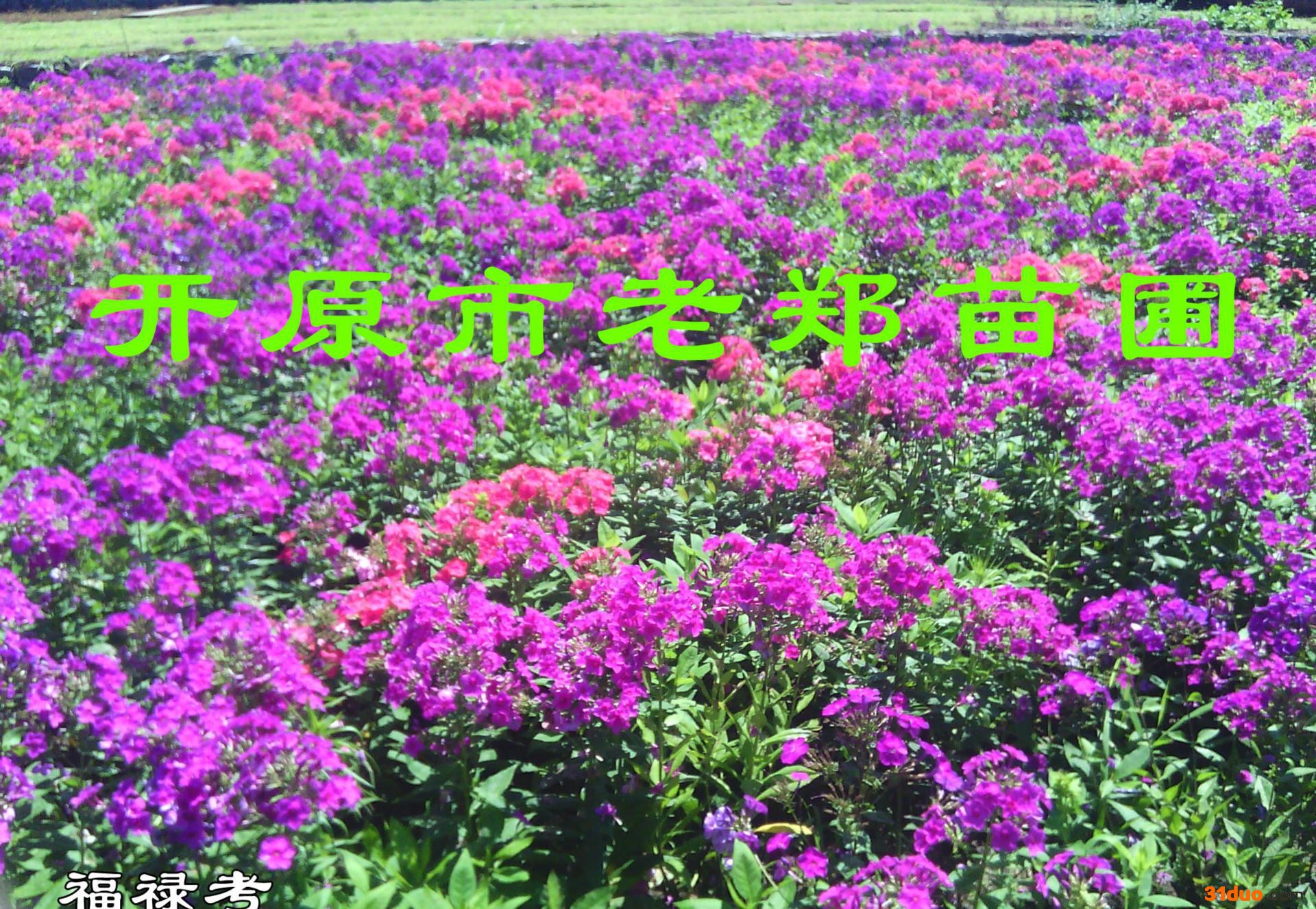 开原老郑花卉基地 提供**【荷兰菊】品种全 价格低