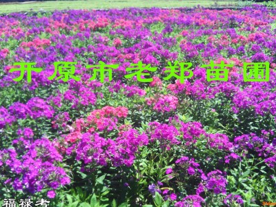 开原老郑花卉基地 提供**【荷兰菊】品种全 价格低