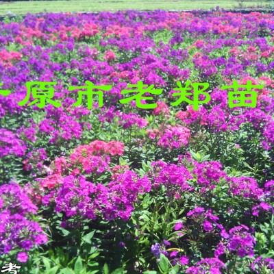 开原老郑花卉基地 提供**【荷兰菊】品种全 价格低