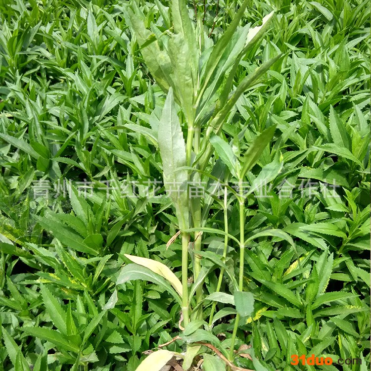 马鞭草纯正 绿色植被  大量出售 青州基地宿根花卉