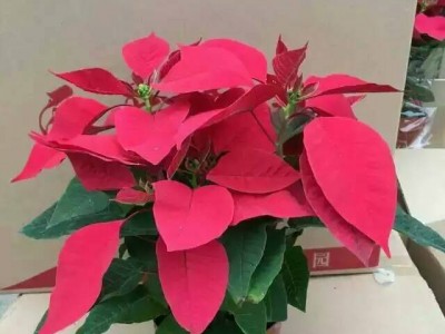 花卉盆栽150# 喜庆装点 一品红
