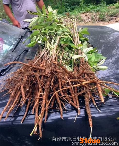 菏泽牡丹花卉基地，牡丹花苗销售商，国花牡丹种植基地