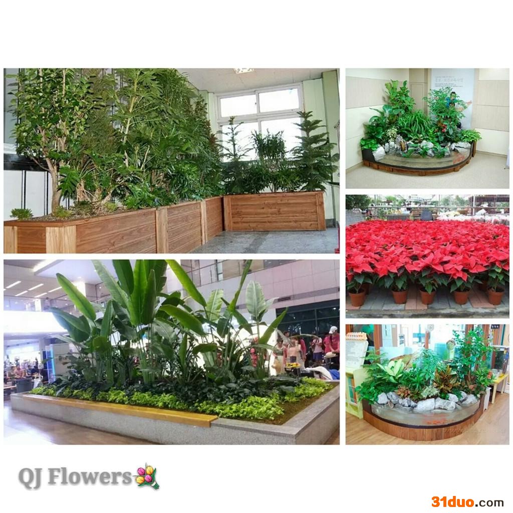 太原花卉绿植盆景租摆销售批发