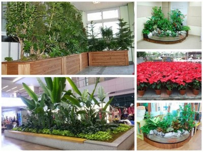 太原花卉绿植盆景租摆销售批发
