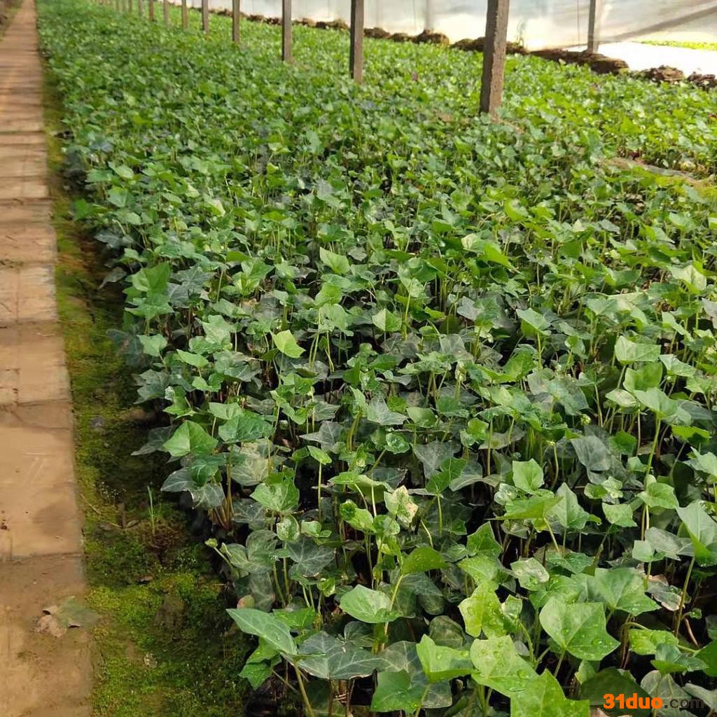 常春藤 各种园林绿化植物花卉草花批发采购