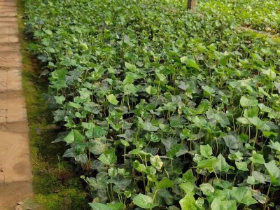 常春藤 各种园林绿化植物花卉草花批发采购