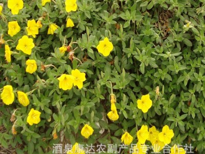 黄花月见草  大花月见草   夜来香花卉种子 量大优惠