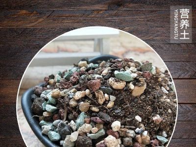 源头厂家 多用肉土  栽培育苗用土 绿植花卉营养土