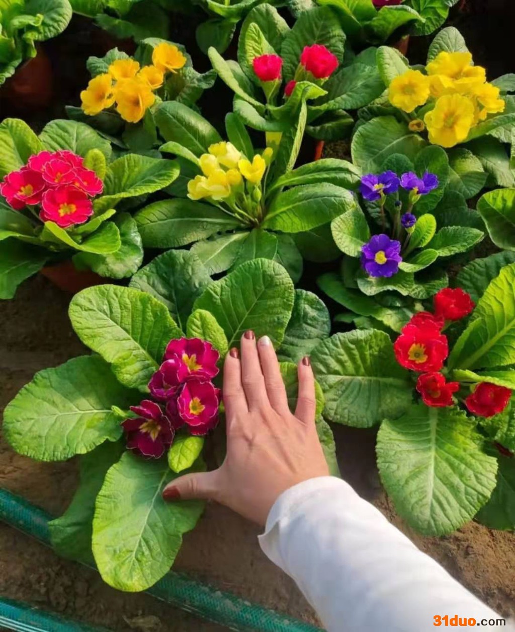 东辉花卉  报春花  绿化草花  多色报春花 苗圃直发 欢迎询价