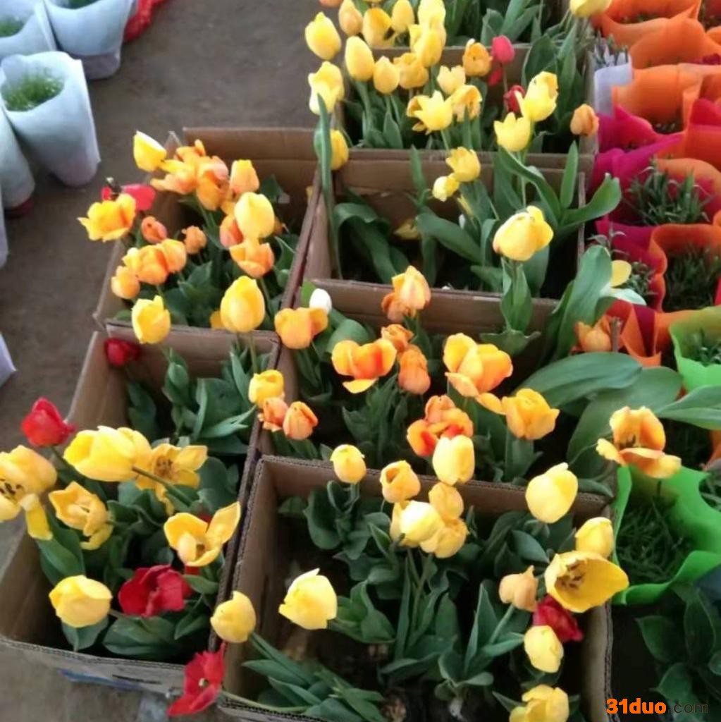 东辉花卉销售  马蹄莲 小型盆景 绿化花卉  花坛用花 苗圃直发  欢迎询价