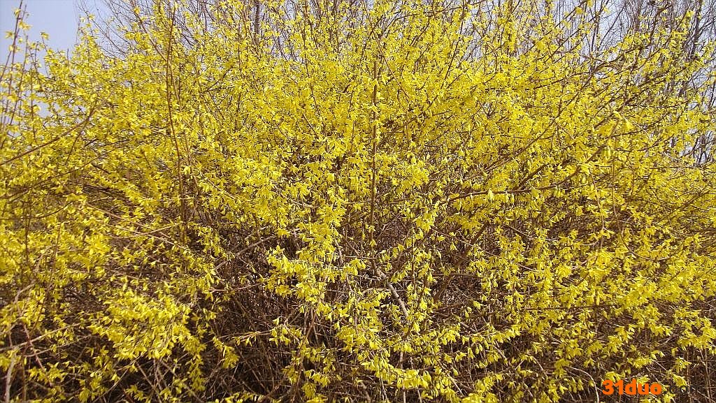 供应定州市光耀苗木--花卉  速生柳 垂柳