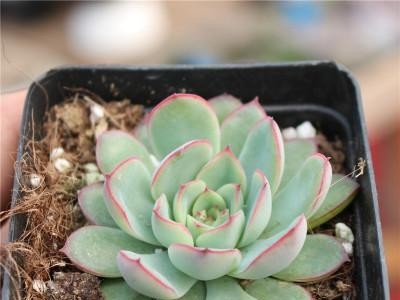 多肉植物 花月夜 多肉植物盆栽 室内盆栽花卉 办公室盆景绿植