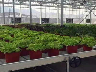 花卉潮汐式苗床实用 温室灌溉式苗床