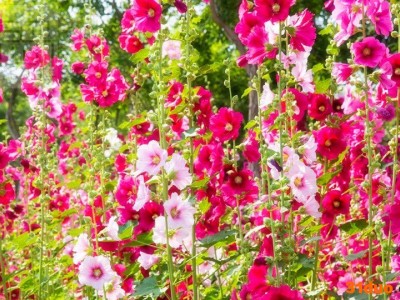 道路花卉 推荐品种 蜀葵种子 花卉种子多年生宿根花卉 价格低效果好 花草种子常用品种