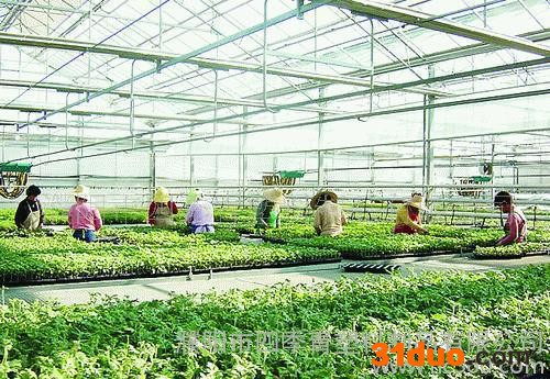 生产北京**花卉专用农膜|花卉抗硫磺|农膜涂覆PO膜膜