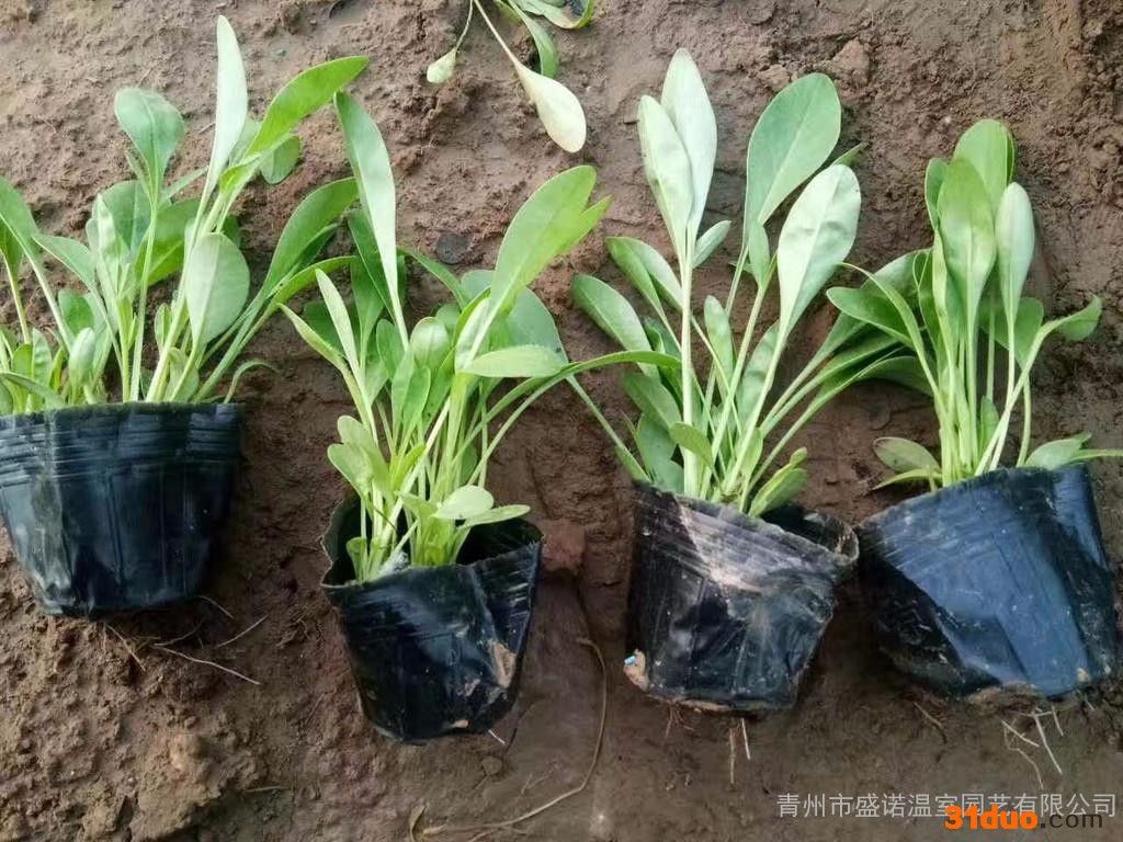 金鸡菊，宿根花卉，绿化用苗，道路绿化，宿根花卉，花卉批发，基地直销